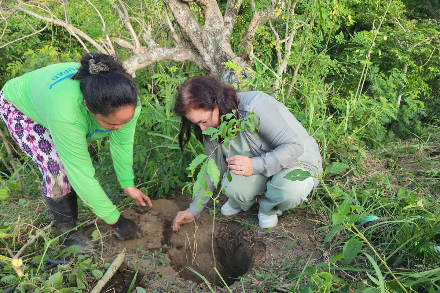 BatStateU sows seeds of sustainability in tree planting drive